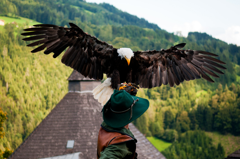 Weißkopfseeadler Vorführung
