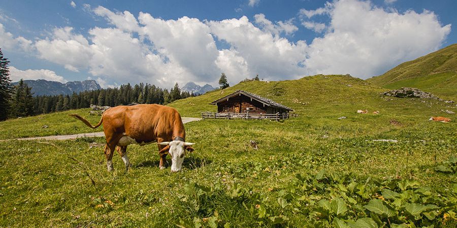 Kuh auf der Bergwiese mit Almhütte im Hintergrund 