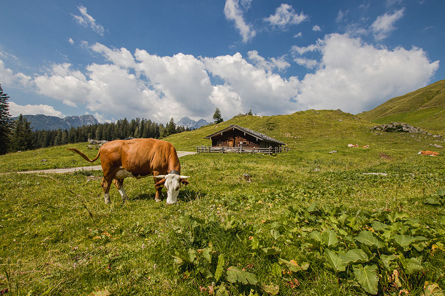 Kuh grast vor der Alm
