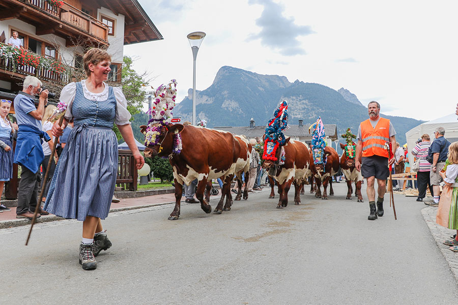 Almabtrieb der Kühe